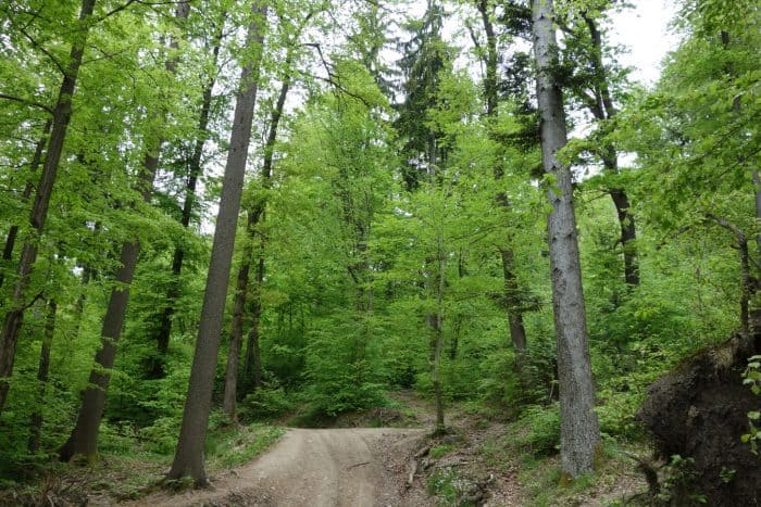 A Guide To Hiking Smarna Gora, The best day trip from Ljubljana. 12 day trips from Ljubljana, Hiking Smarna Gora, The Local Ljubljana mountain! Things to do in ljubljana, Slovenia, Eastern Europe, nature, hikes, mountains, near to the city, local guide, local tips, local food, outdoors, couch surfing