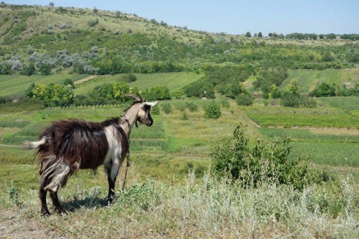 backpacking, monthly round up, bulgaria, rila, turkey, capadoccia, istabul, fethiye, rila, hike, transyvania, romania, moldova, chisinau, explore, adventure, mountains, hisaronu, paraglide, hot air balloon, voyager balloons, 
