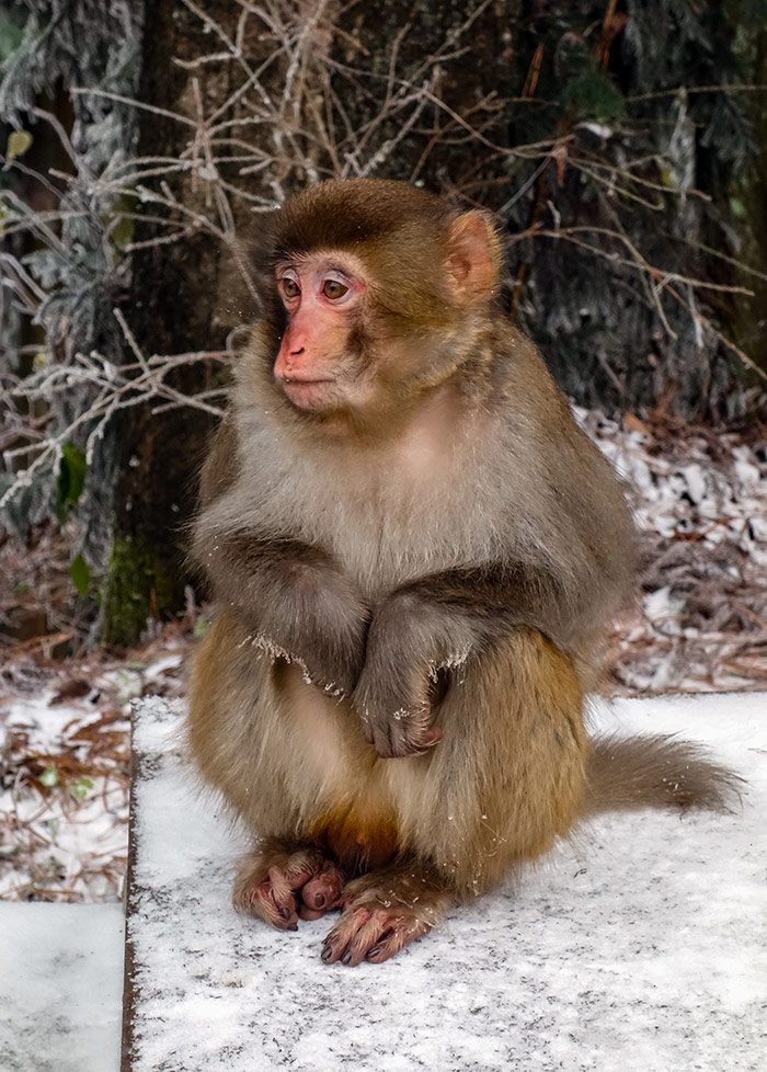 A monkey in the snow seen when visiting zhangjiajie, china