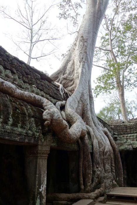 visiting Angkor Wat, angkor Wat, Angkor Thom, Preh khan, Bayon, Ta Promh, Faces, jungle, overgrown, monk, religious, sunrise, reflection, moat, how to visit Angkor Wat, Where is Angkor Wat, history, Tomb Raider, explore, adventure, Cambodia, Aisa, Tuk Tuk, how to get around Angkor Wat, How much does it cost to visit Angkor Wat, Siem Reap, South East Asia, 