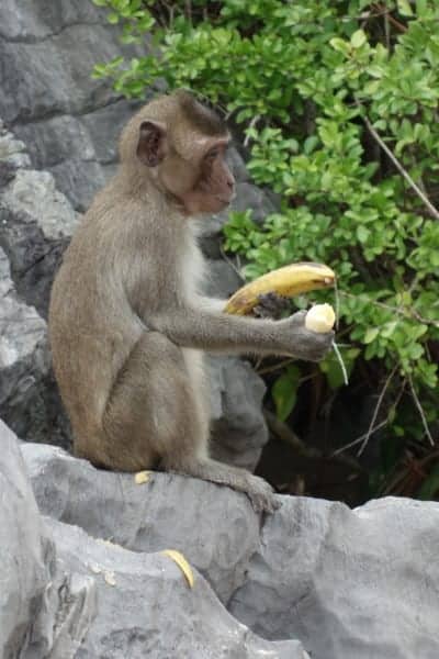 Heading to Cat Ba island and doing amazing Ha Long bay on a backpacker budget, Ha Long Bay Vietnam, Ha Long bay cruise, Ha Long bay tours, Ha Long bay trip, Halong bay, Kayak, cheap, budget, from Hanoi, Ha Long bay without a tour, Money island, hike, monkeys, beach, swim, karst, mountain, Cat Ba Vietnam, Cat Ba Island, Cat ba hotel, Cat Ba island Vietnam