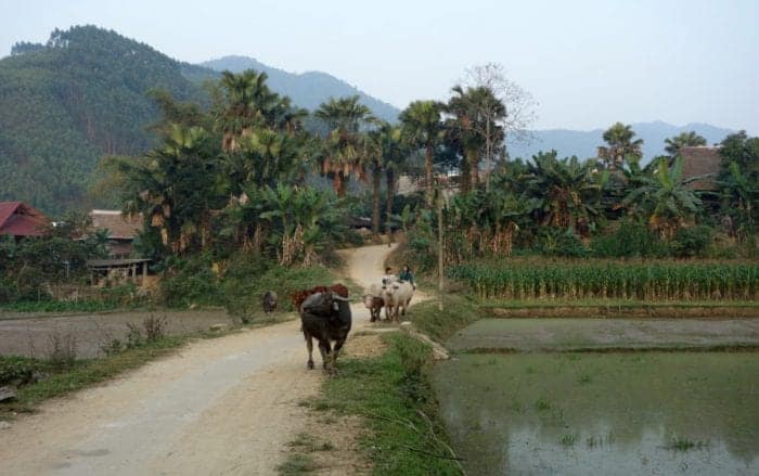 Staying With A Local Tribal Family In Yen Bai, Vietnam. 9 Staying with a local tribal family in a bamboo house in Yen Bai, Vietnam. A true off the beaten track adventure made possible by our motorbikes, yen bai, Thác Bà Lake, Vu Linh, rice wine, tribe, local, off the beaten track, off the beaten path, authentic, real, travel, home stay, family, happy water, tet, vietnam new year, homestay in vietnam, bao yen bai, motorbike through vietnam, motorbike tour vietnam,