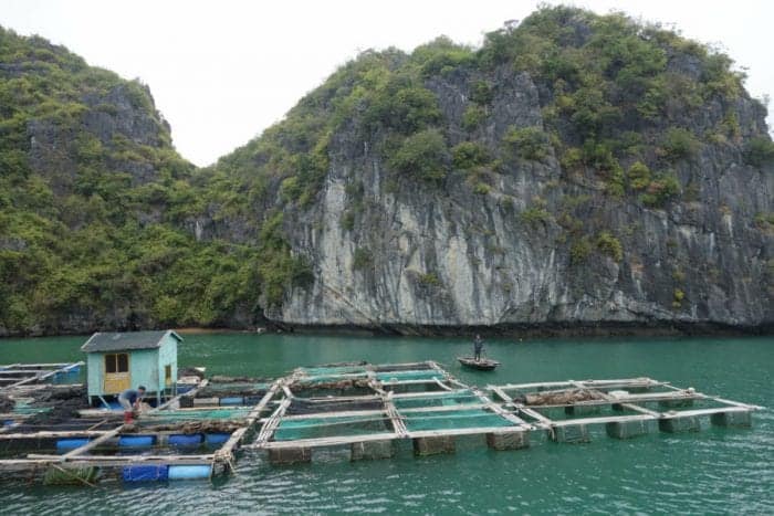 Heading to Cat Ba island and doing amazing Ha Long bay on a backpacker budget, Ha Long Bay Vietnam, Ha Long bay cruise, Ha Long bay tours, Ha Long bay trip, Halong bay, Kayak, cheap, budget, from Hanoi, Ha Long bay without a tour, Money island, hike, monkeys, beach, swim, karst, mountain, Cat Ba Vietnam, Cat Ba Island, Cat ba hotel, Cat Ba island Vietnam