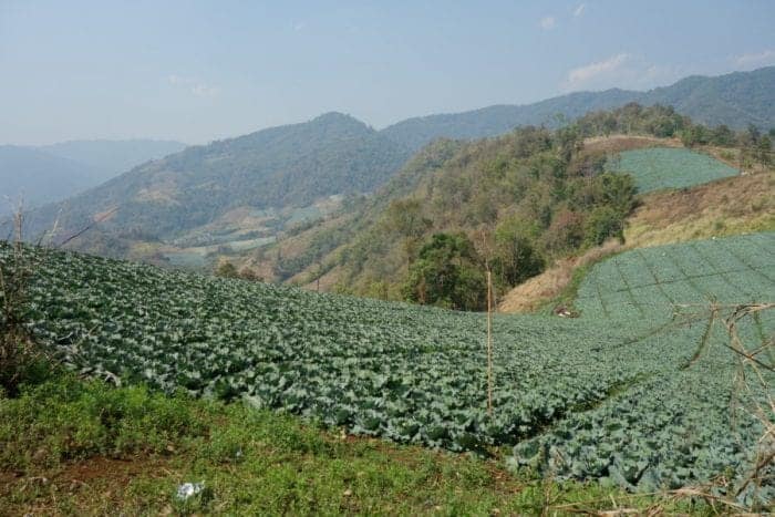 A guide to Chiang Mai: The amazing and adventure filled Thai city that instantly felt like home, Chiang Mai things to do, Doi Suthep, views, Elephants, elephant trekking, Elephant no riding, Elephant sanctuary, zipline, zip lining, jungle, gibbons, flight of the gibbon, temples, hiking, homestay, trekking, rent a scooter, rent a motorbike, pai, how to get to Pai from Chiang Mai, Mekong slow boat, Laos, Chiang Rai, Wat Suan Dok, Wat Pan Tao, Wat Pansao, Wat Lok Malee, Wat Sri Suphan, Wat Chiang Man, Wat Jet Yot, pad Thai, vegetarian food, markets, night market, Chiang Mai guide, what to do in Chiang Mai, Bangkok to Chiang Mai, monks trail, 