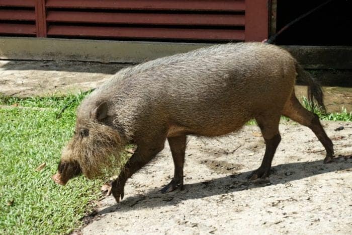 Bearded Pig, Hipster pig, bako national park accommodation, bako national park tour, bako national park Entrance Fee, bako national park Hotel, bako national park day trip, Staying in bako national park, bako national park Borneo, Bako accommodation, bako national park price, bako national park lodge, Bako Borneo, Malaysia, How to get to bako national park from Kuching, Exploring the Bako National Park, Borneo: Stepping into the real Jurassic Park that is teeming with amazing animals, wildlife and jaw dropping landscapes, Proboscus Monkey, Probiscus Monkey, how to see the Proboscus monkey in Borneo, Crocodile, Hermit Crab, Viper, Spider, Poisonous Frog, Stick Insect, macaque, attack, dangerous, snake, night walk, hostel, tips, 