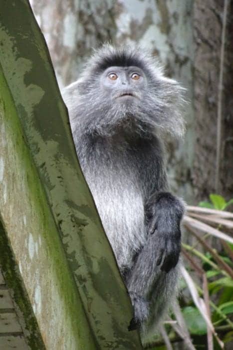 silverleafed, silver leaf monkey, silverleaved monkey, Bearded Pig, Hipster pig, bako national park accommodation, bako national park tour, bako national park Entrance Fee, bako national park Hotel, bako national park day trip, Staying in bako national park, bako national park Borneo, Bako accommodation, bako national park price, bako national park lodge, Bako Borneo, Malaysia, How to get to bako national park from Kuching, Exploring the Bako National Park, Borneo: Stepping into the real Jurassic Park that is teeming with amazing animals, wildlife and jaw dropping landscapes, Proboscus Monkey, Probiscus Monkey, how to see the Proboscus monkey in Borneo, Crocodile, Hermit Crab, Viper, Spider, Poisonous Frog, Stick Insect, macaque, attack, dangerous, snake, night walk, hostel, tips, 