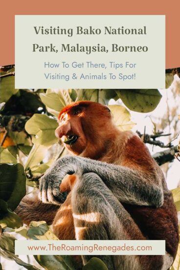 A Guide To Bako National Park, Malaysia, Borneo [UPDATED FOR 2026]