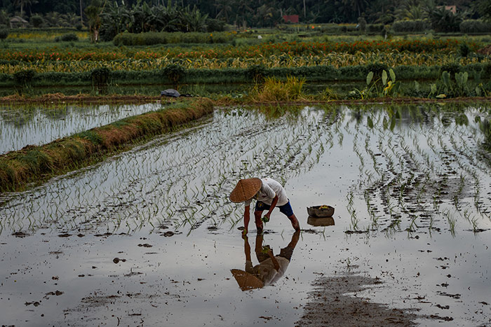 A man in a traditional hat is planting rice in a paddy in Bali, Indonesia