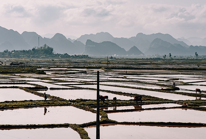Rice paddies filled with water in Phong Nha Ki Bang national park in Vietnam with limestone peaks in the distance at sunset.